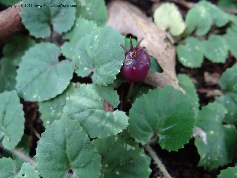 Pratia nummularia, VC 5481--Thailand. Chiang Mai Prov. Doi Suthep Pui Nat. Park. 7 Nov 2012. DSC07362 (204).JPG