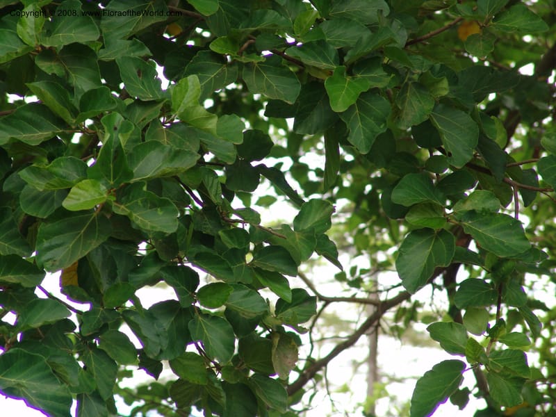 Ficus sycomorus--Tanzania. Hwy B1. Kifaru. 28 Jun 04. 129.jpg