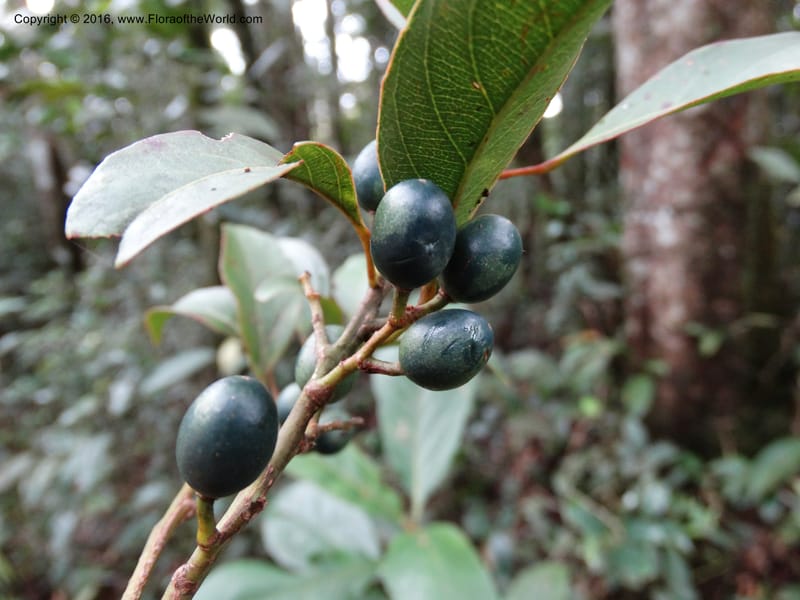 Elaeocarpus, Davidson, C 12744--Sabah. Mt. Kinabalu. Bundu Tuhan Trail. 11 Oct 2014. DSC04153 (219).JPG