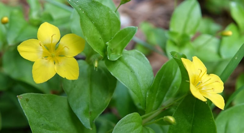Lysimachia nemorum, Davidson, C 13258--Switzerland. Oberwald. Chapel St. Nikolas. 2 Jul 2016. DSC07728 (534).JPG
