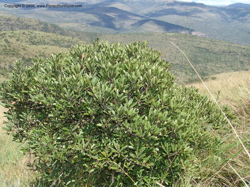Diospyros dichrophylla--So.Africa. E. Cape. Waringham Farm, Quanti Area, Stut. 8 Mch 05. 131.jpg