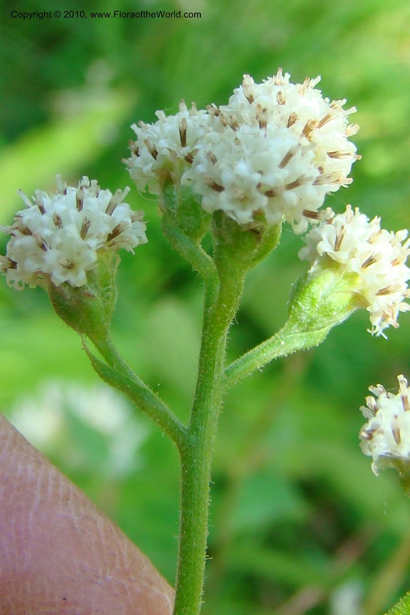 Antennaria racemosa, C. Davidson 11373--Idaho. Idaho Co. Salmon River. Polly Bemis Ranch. 27 May 2009. 085.jpg