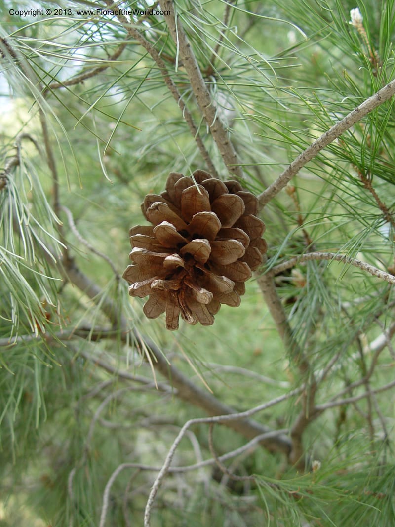 Open mature seed cone hanging among slender needle foliage