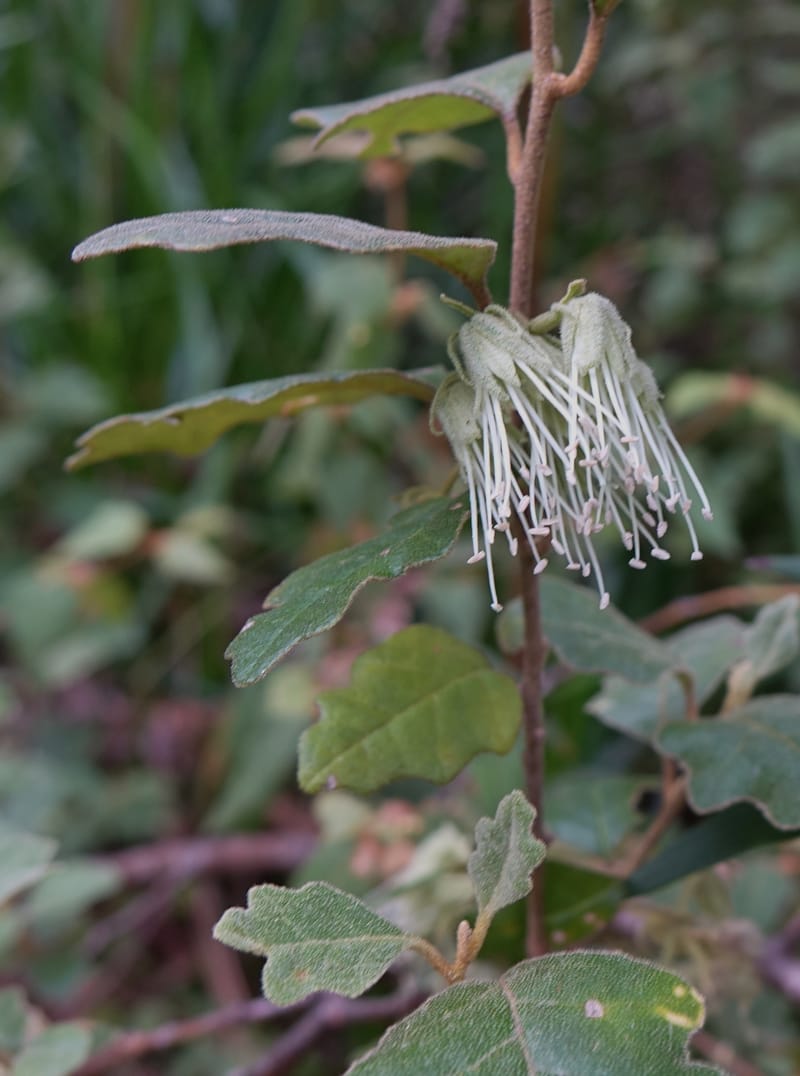 Chorilaena quercifolia, Davidson, C 13509--Australia. W.A. Valley of the Giants Rd. 29 Oct 2016. DSC06689 (40).JPG