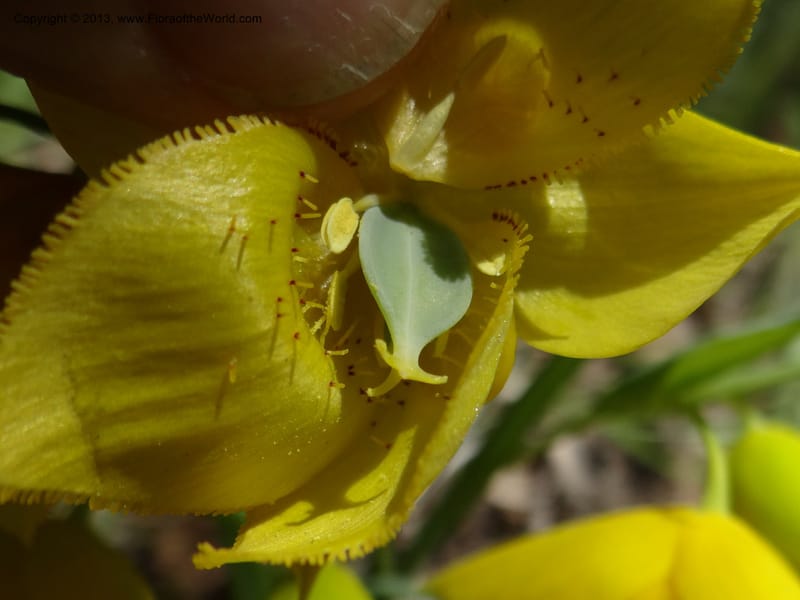 Calochortus amabilis, Davidson, C 12123--Calif. Napa Co. Hwy 128. 16 Apr 2013. DSC03072 (56).JPG