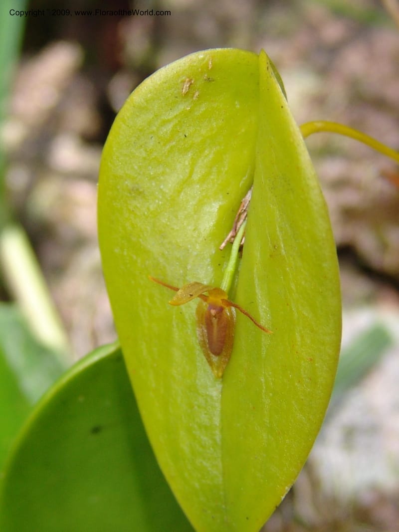 Stelis, DNeill15933--Ecuador. Prv. Zam. Ch. C del Condor. Wawaime plot. 22 Sep 07. 340.jpg