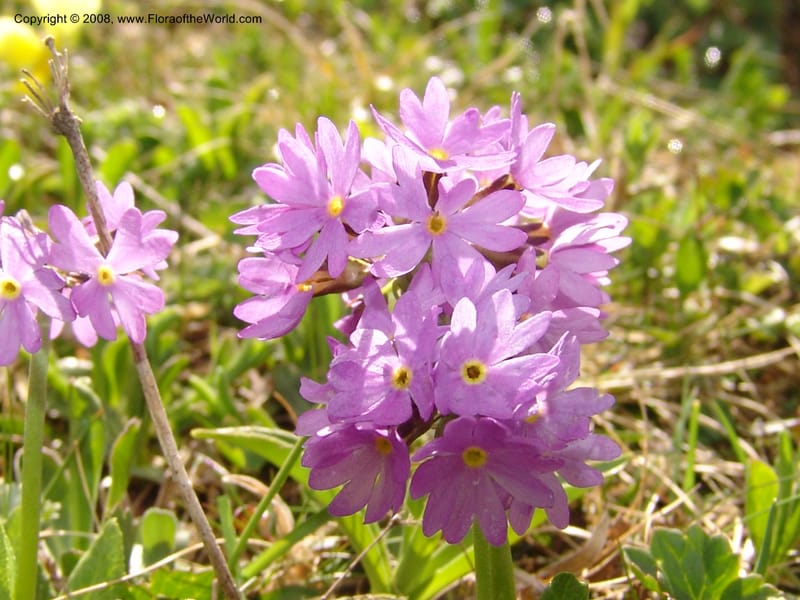 Primula algida--Georgia. Vic. of Tskhrats'karo Pass. 7 Jun 05. 011.jpg