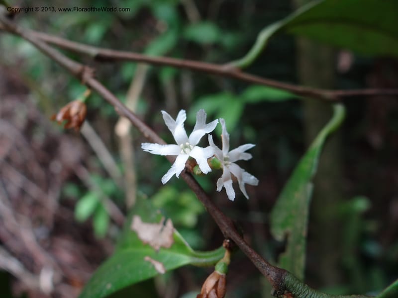 Erycibe, SAN.153261--Malaysia, Sabah. Kebun Cina. 12 Apr 2012. DSC08450 (14).JPG