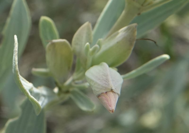 Petalidium ohopohense, L. Nanyeni 1285--Namibia. Hwy 3031. Odom 155. 31 Mar 2018. DSC04738 (24).JPG