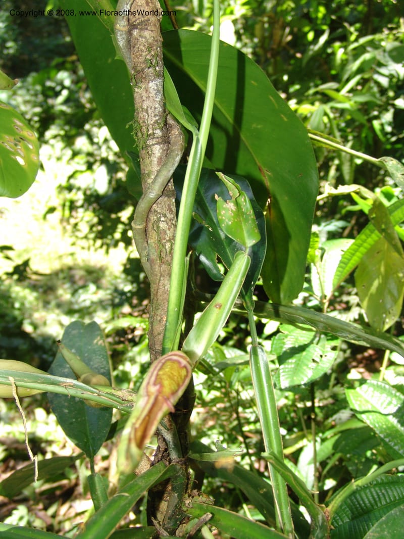 Philodendron, RVasquez33065--Peru. Pillcopata. Qbda Sachavacayoc. 29 Oct 07. 289.jpg