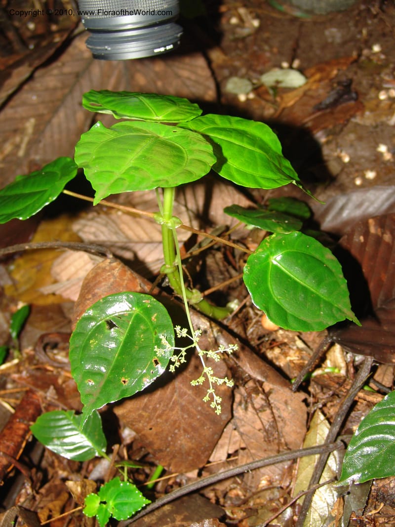 Pilea selbyanorum, Croat 96218--Ecuador. Centro Cientifico Rio Palenque. 22 Mar 06. 031 (6).jpg