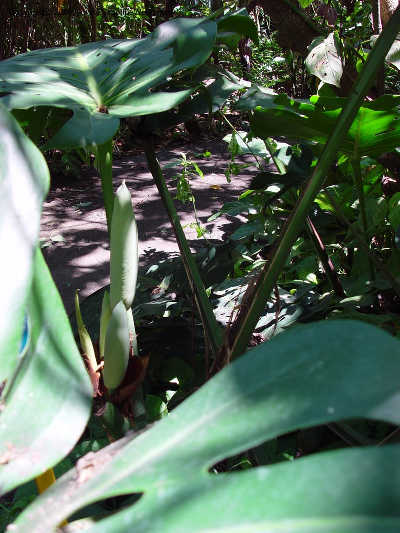 Monstera deliciosa--Costa Rica. INBio Parque, San Jose. 22 Feb 02. 001.jpg