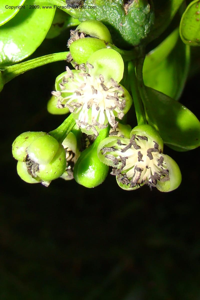 Barbeuia madagascariensis, Z. Rogers 1242--Madag. Prov. Fianar. E of Ifanadiana.15 Jan 09. 044.jpg