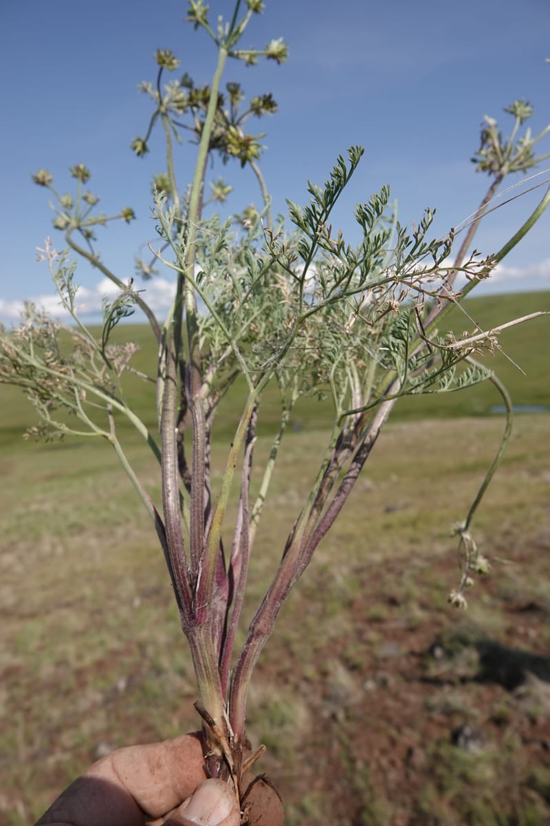 Lomatium macrocarpum, C. Davidson 13790--Oregon. Wallowa Co. Upper Camp Creek Canyon. 5 Jun 2018. DSC05225 (84).JPG