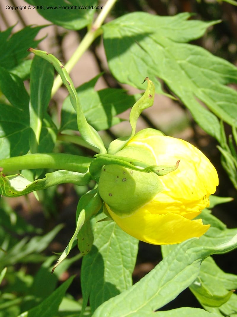 Paeonia lutea--France. Nancy. Jard. Bot. Montet. 1 May 05. 053.jpg