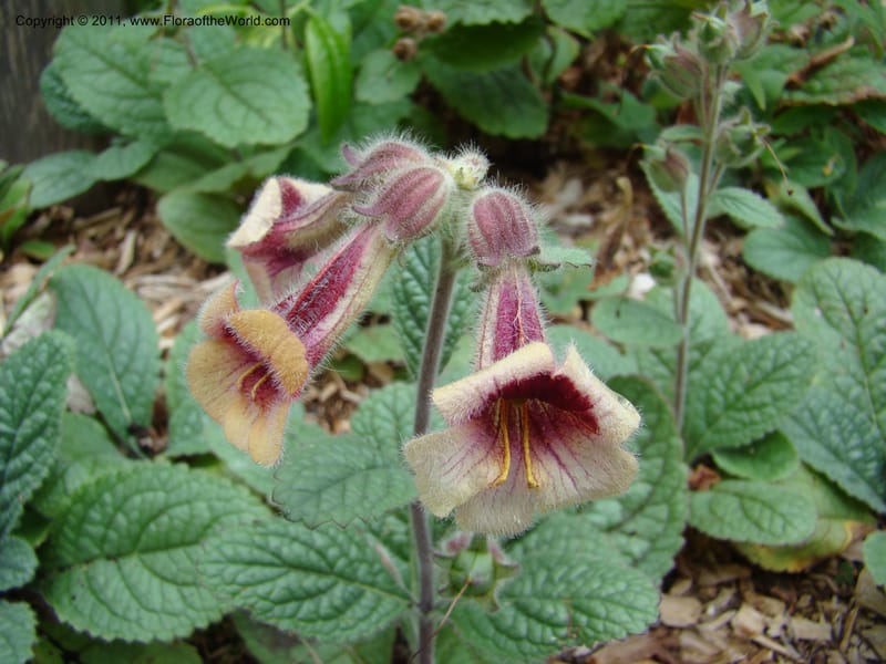 Rehmannia glutinosa, 036937-5607-2002--Canada. BC. Univ. BC Bot. Garden. 27 Jul 08. 008.jpg