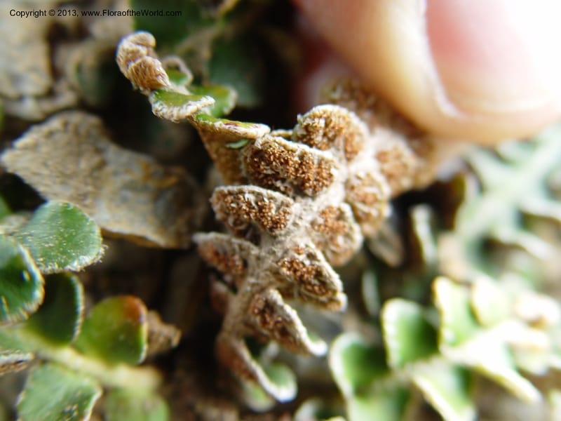 Ceterach officinarum--Spain. Granada Prov. Jct. Albondon-Albunol on C333. 15  (25).jpg