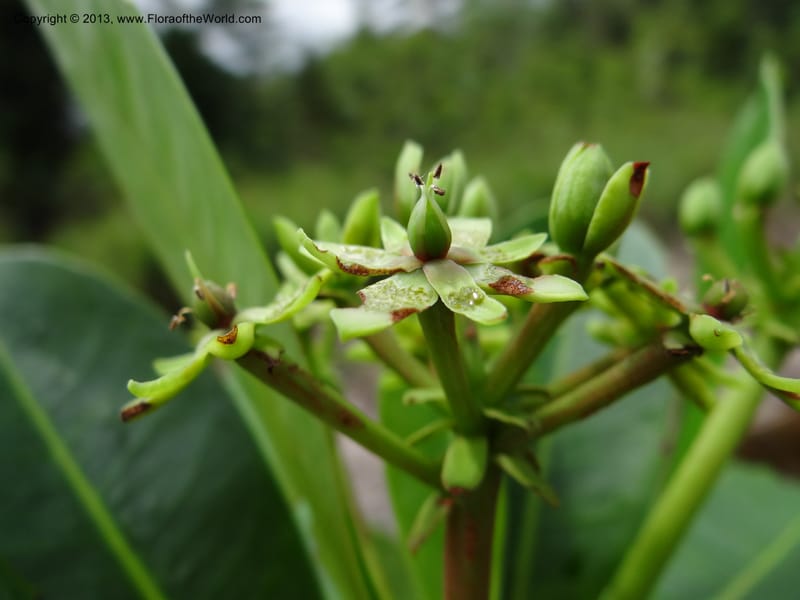 Tetramerista glabra, SAN.153201--Sabah. Klias Forest Reserve. 3 Apr 2012. DSC06489 (92).JPG