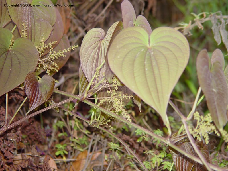Dioscorea--Costa Rica. Near  Trogon Lodge, Sierra Talamanca. 26 Feb 02. 054.jpg