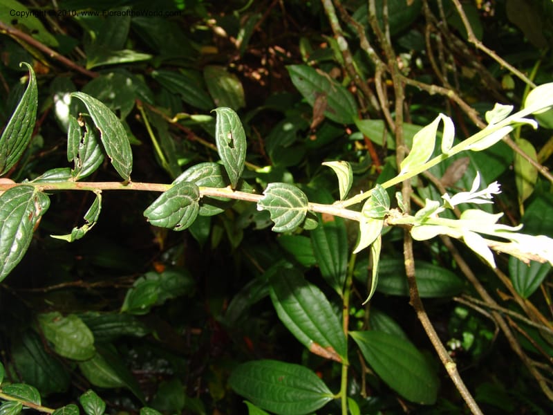 Macleania bullata, Croat 95821--Ecuador. Maquipucuna Biol. Res. Send. Princip. 12 Mar 06. 101 (2).jpg