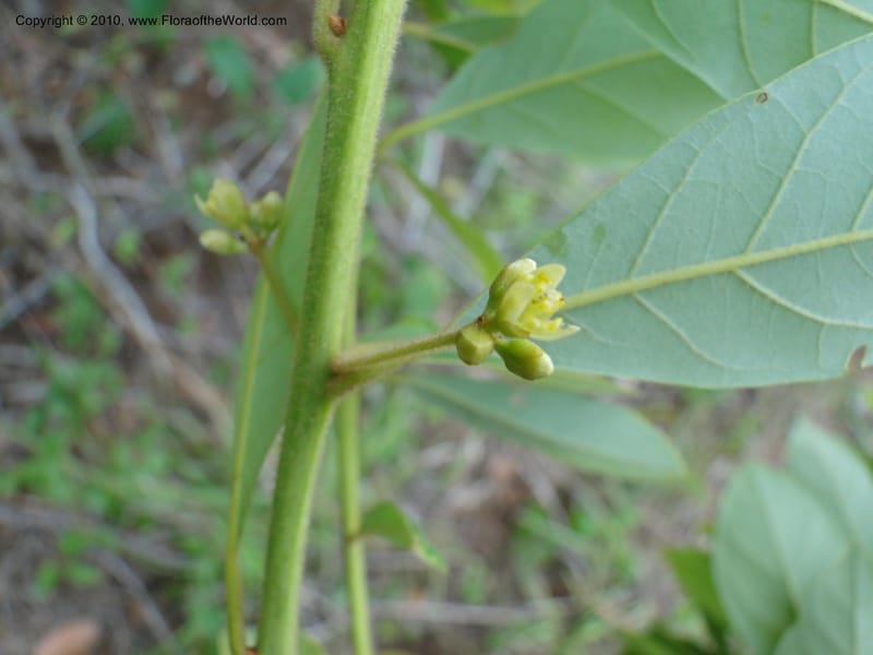 Persea palustris, Mori, S 27409, USA, North Carolina, Pender Co., Hwy 117,3.9 miles N of Burgaw, 21 May 2010 (17).JPG