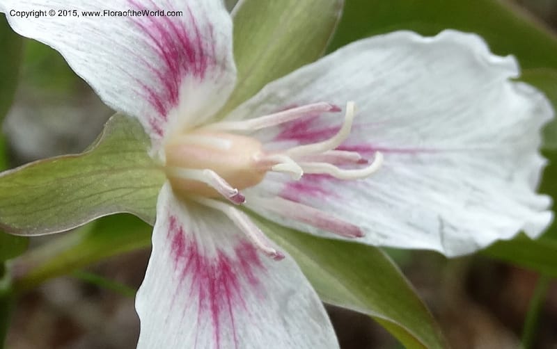 Trillium undulatum, Davidson, C 12959--North Carolina. Trans. Co. Devil's Courthouse View. 12 May 2015. DSC04151 (77).JPG