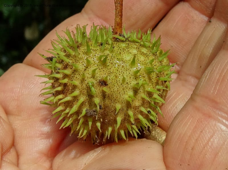 Byttneria, Davidson, C 12752--Sabah. Sg. Nelumad. 12 Oct 2014. DSC04383 (222).JPG