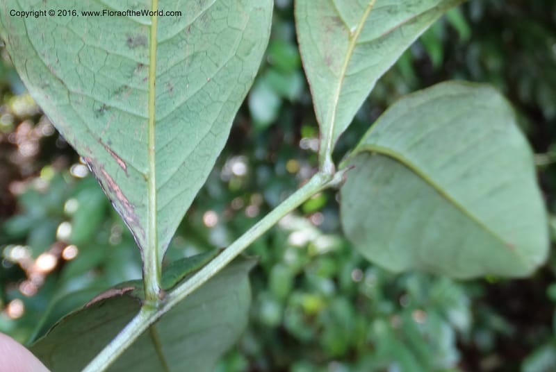 Guioa diplopetala, Buerki, S 343--Sabah. G. Silam. 2 Oct 2014. DSC01167 (270).JPG