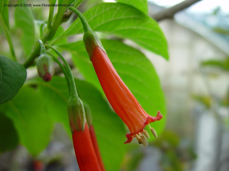Iochroma fuchsoides. 95.1169--CA. UC Berkeley Bot. Gard. 11 Feb 03. 042.jpg