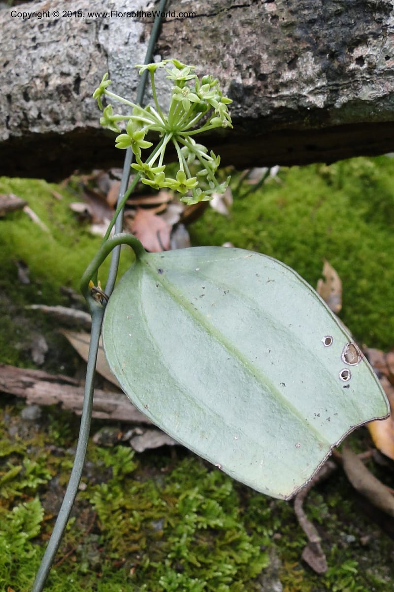 Smilax, Regalado 1897--Viet Nam. Hon Ba Nature Res. 12 May 2011. 223 (6).jpg