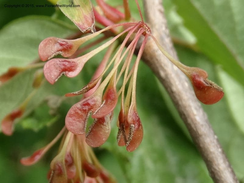 Euptelea pleiosperma, Boufford, D 43587--China. Sichuan. Tudiling Tunnel. 6 May 2014. DSC03860 (226).JPG