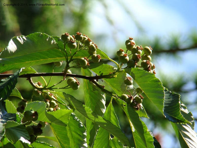 Sorbus hemsleyi, 27473-0126-1987--Canada. BC. Univ. BC Bot. Garden. 27 Jul 08. 492.jpg