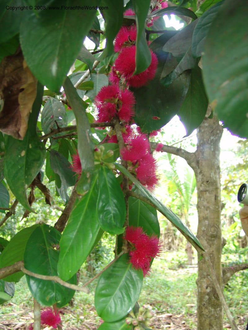 Syzygium malaccense--Tanzania. Zanzibar. Bungi to Jozani Forest Rd. 17 Jul 04. 011.jpg