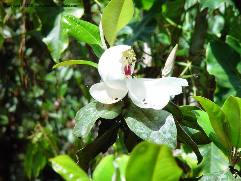 Magnolia poasana--Costa Rica. Wilson Garden. 25 Feb 02. 002.jpg