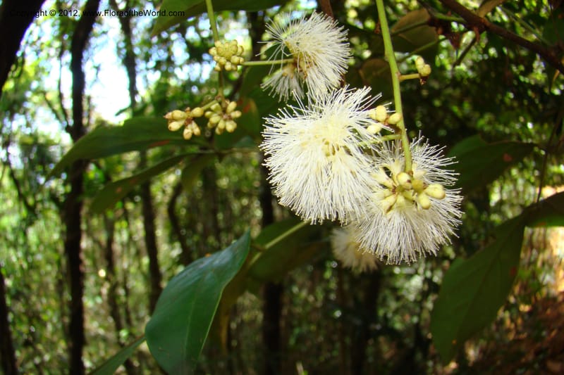Archidendron, Regalado 1747--Viet Nam. Thua Thien Hue Prov. Phu Loc Distr. Bach Ma. 13 Apr 09. 329.jpg