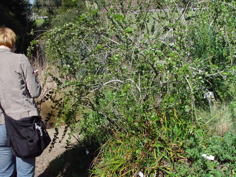 Ceanothus gloriosus var. exaltatus. 95.1407--CA. UC Berkeley Bot. Gard. 10 Feb 03. 012.jpg