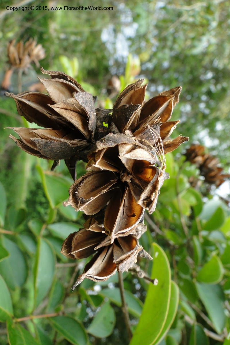 Lagerstroemia, Regalado 1970--Viet Nam. Forest Block 19. 15 May 2011. 248 (10).jpg