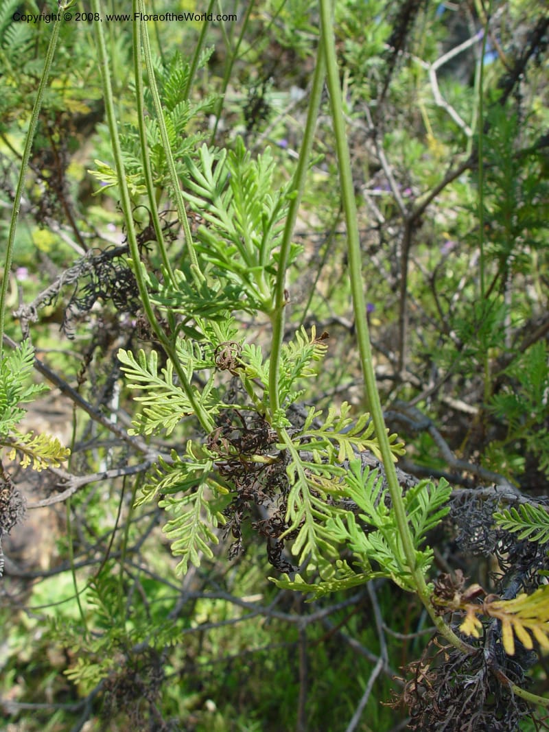 Lavandula canariensis--Spain. Blanes. Marimurtra Bot. Gard. 24 Apr 04. 005.jpg