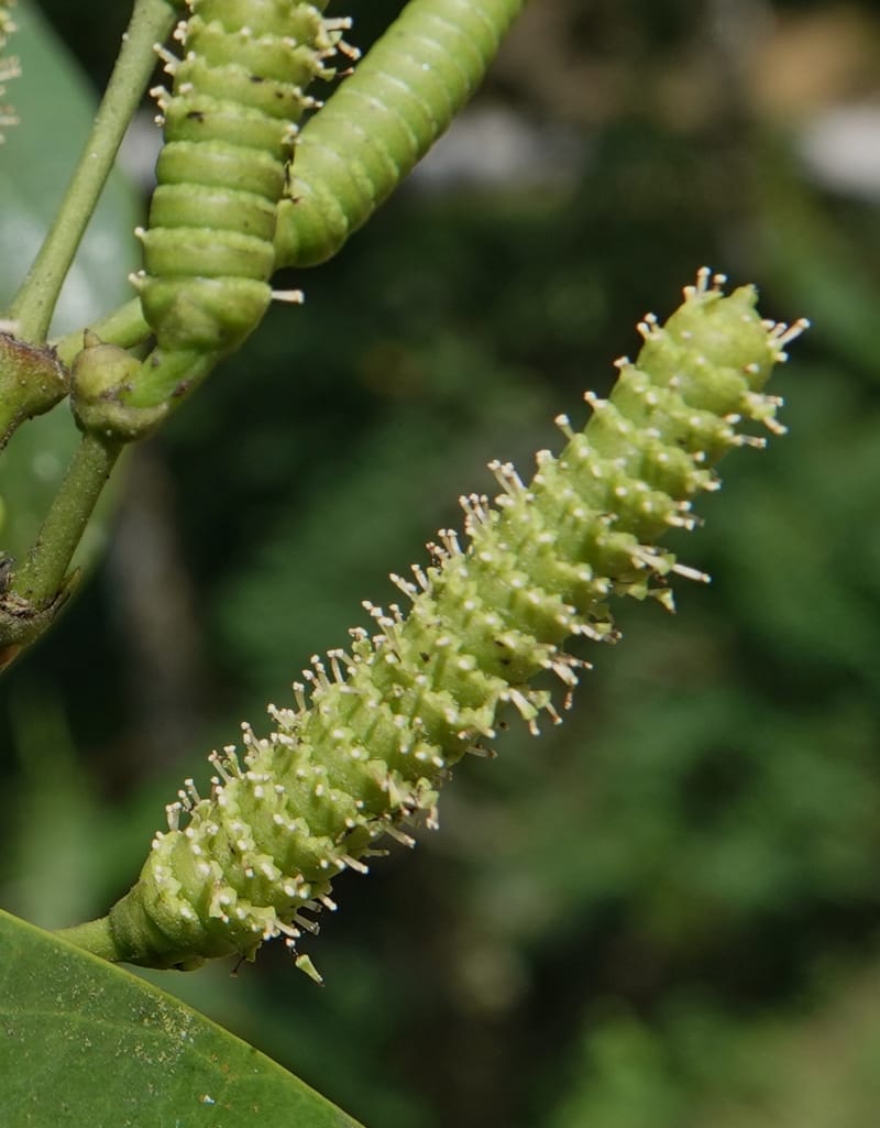 Gnetum catasphaericum, D. Boufford 44101--China. Yunnan. Lao jun Shan. 30 Apr 2018. DSC00424 (566).JPG