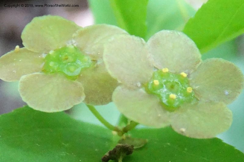 Euonymus obovatus, Davidson, C 12987--North Carolina. Clay Co. Perry Gap Rd, Barnard's Cr. 13 May 2015. DSC04860 (228).JPG