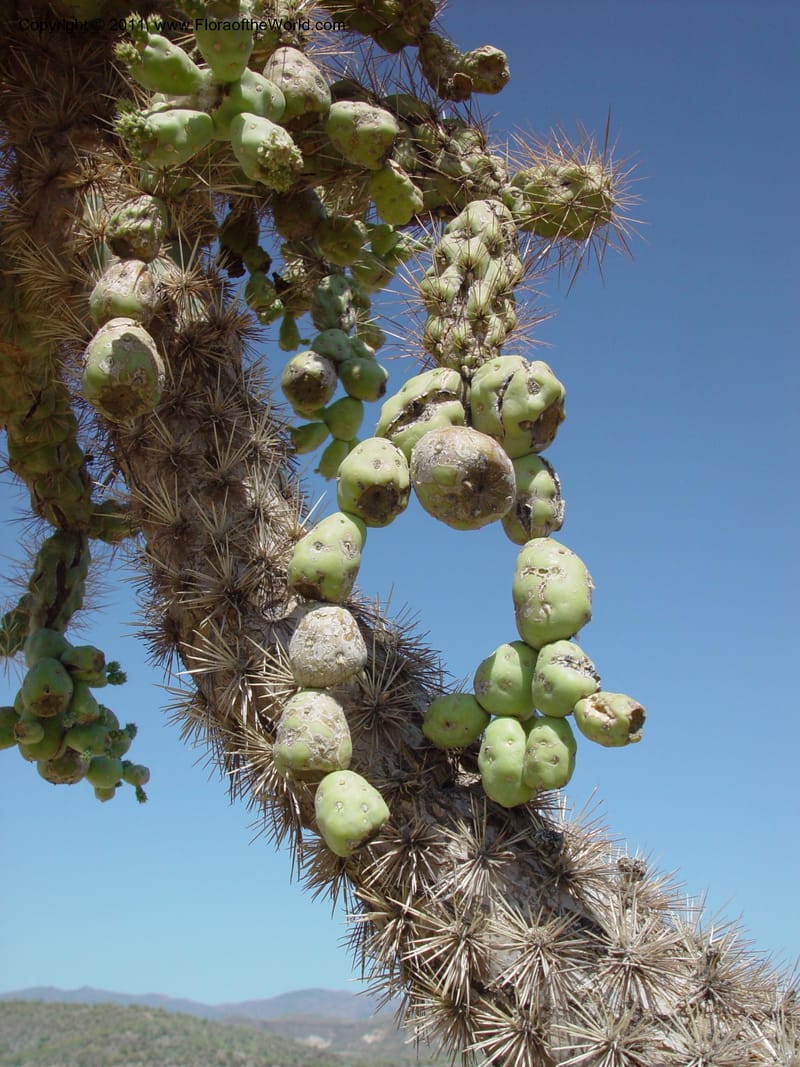 Opuntia fulgida--AZ. 70 mi N of Phoenix on Hwy 17. 5 Jun 03. 011.jpg
