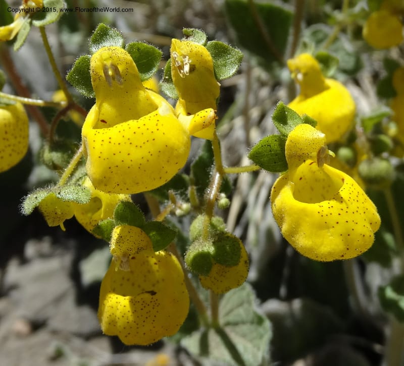Calceolaria corymbosa, Davidson, C 12792--Chile. Ruta 115, to Laguna del Maule. 24 Nov 2014. DSC07486 (417).JPG