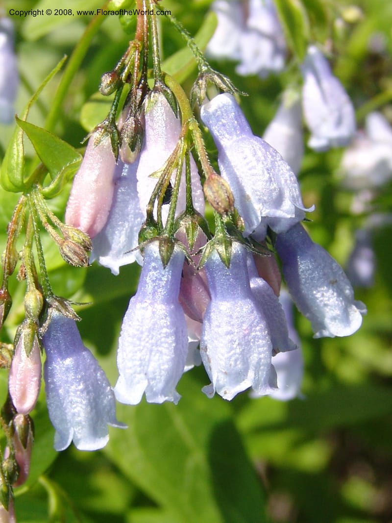 Mertensia paniculata, CDavidson11074--ID. Valley Co. Crestline Trail Rd., N of Payette Lake. 15 Jun 07 087.jpg