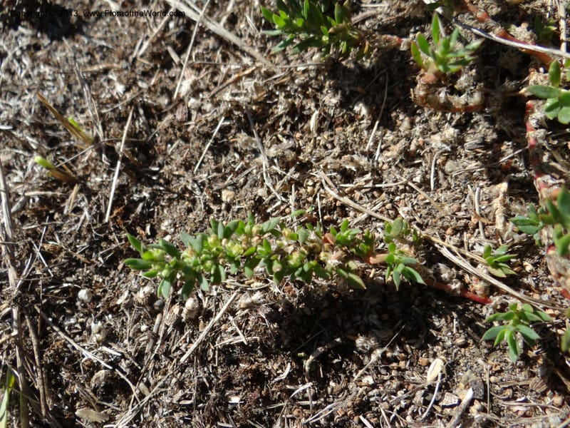 Paronychia communis, WDS 34148--Chile. Playa Colcura. 19 Feb 2013. DSC02120 (30).JPG