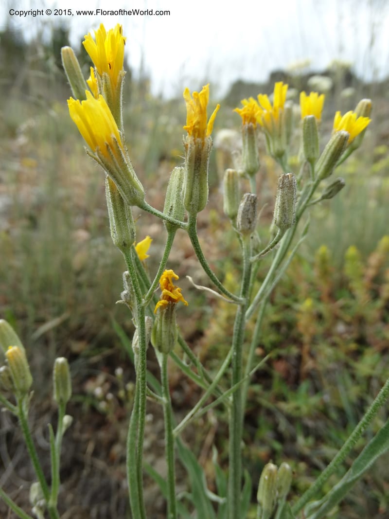 Crepis atribarba, Davidson, C 12597--ID. Idaho Co. Seven Devils Camp Ground. 15 Jul 2014. DSC00113 (297).JPG
