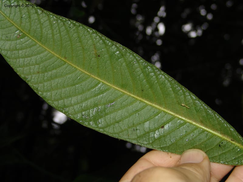 Schefflera lasiogyne, Croat 95708--Ecuador. Maquipucuna Biol. Res. Send. Princip. 11 Mar 06. 046 (11).jpg