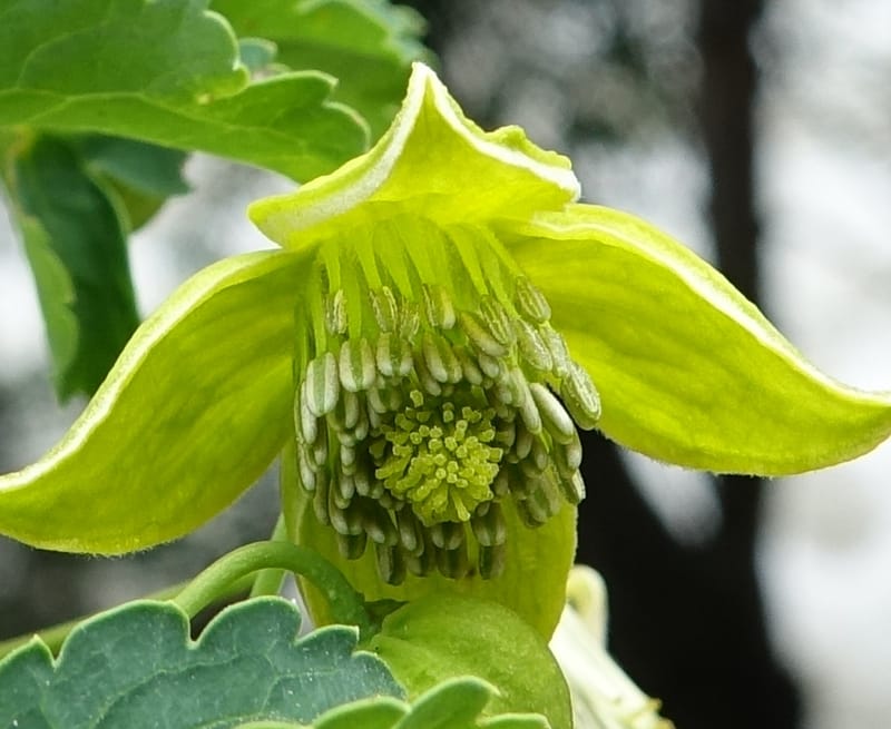Clematis tangutica, Not collected--China. Sichuan. Yibailingba-gou. 12 Aug 2017. DSC04660 (444).JPG