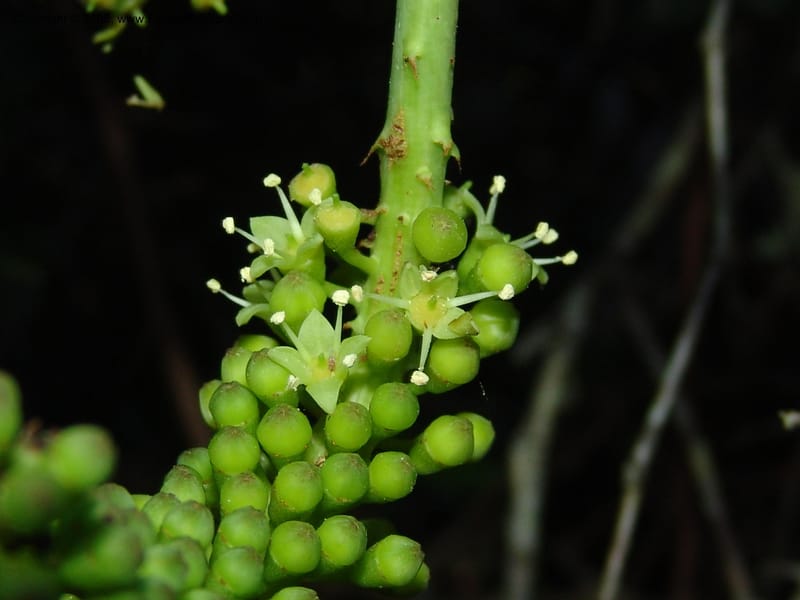 Cussonia thyrsiflora--So.Africa. E. Cape. Maitland Nat.Res. 5 Mch 05. 117.jpg