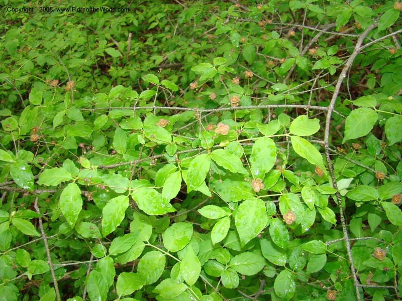 Slovenia. 3 km S of Kozina. 17 May 08. 160.jpg