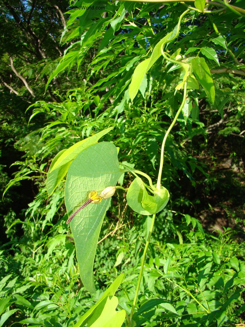 Aristolochia, WDStevens27310--Nicaragua. N.Segov. S of Ocotal, on Pan Am Hwy. 18 Jun 08. 001.jpg